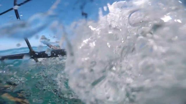 White shark in South Africa смотреть онлайн