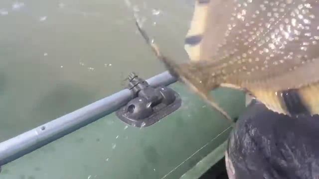 Камбала смотреть онлайн
