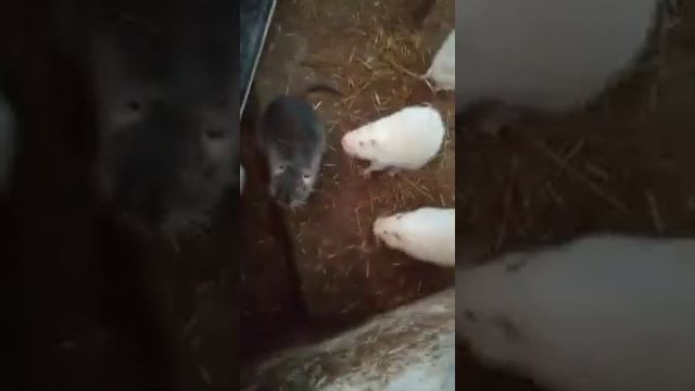 побег Всем привет от нутрий смотреть онлайн