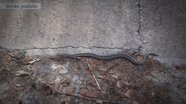 Mindent a szemnek, semmit a kéznek – 2020 ban az Év hüllője a keresztes vipera смотреть онлайн