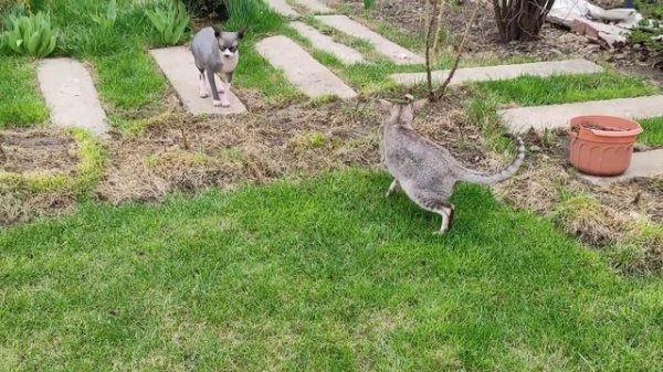Зайки на лужайке.