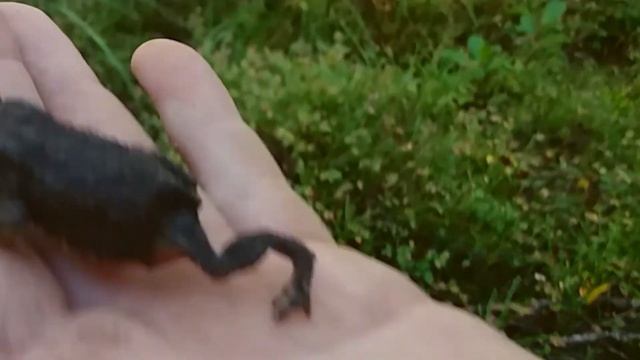 Сеня собирает грибы