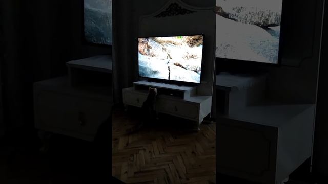 Кошка нападает на леопара смотреть онлайн