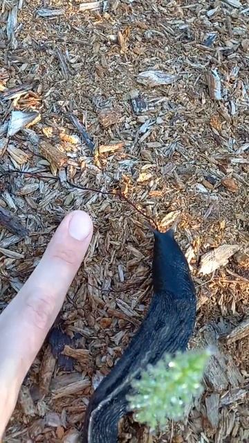 гигантский слизень😀😳 huge slug #дача #огород #лето #garden смотреть онлайн