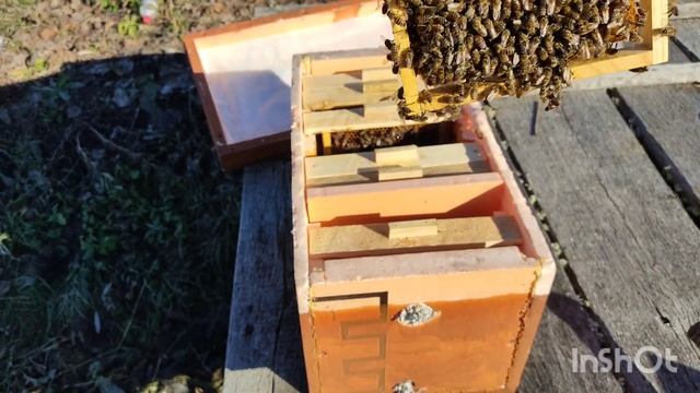 Зимовка пчел в мини нуклеусе контроль кормов. смотреть онлайн