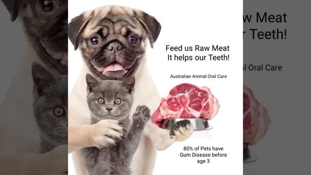 Dog Dental Cleaning смотреть онлайн