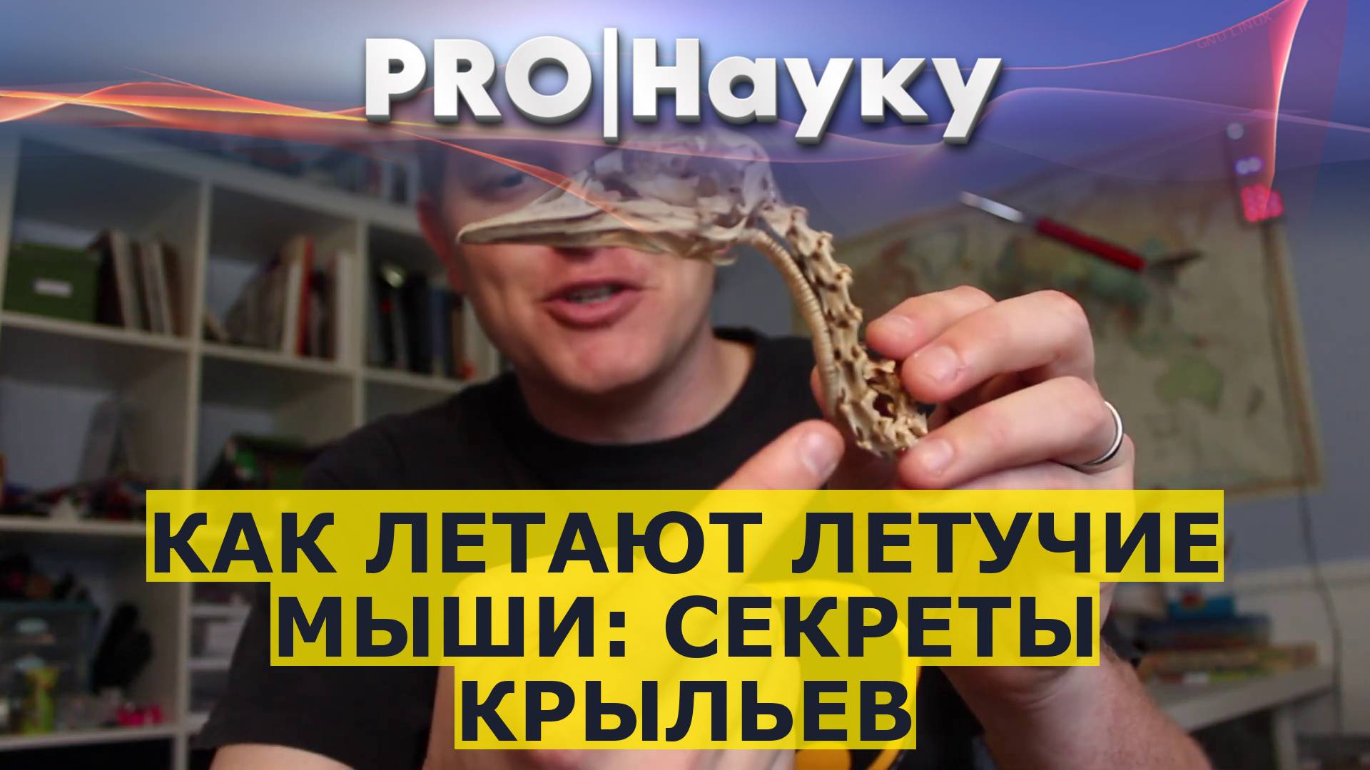 Как летают летучие мыши: секреты крыльев смотреть онлайн