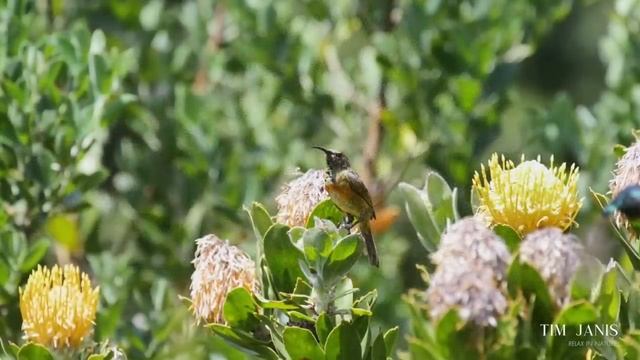 Peaceful Instrumental Music, Relaxing Meditation Music, Bird Sounds Song Bird Co