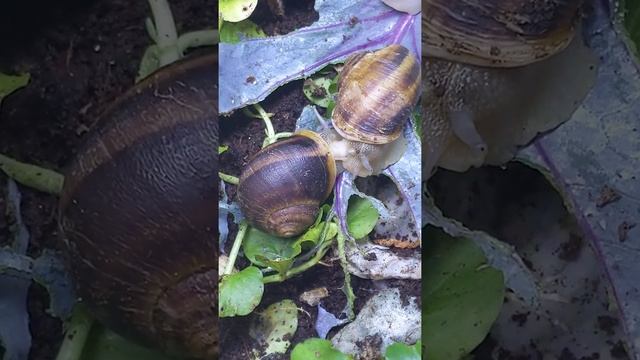 Helix Aspera land snails mating смотреть онлайн