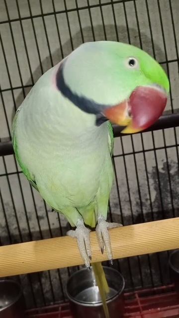 magnificent Parrot/ Cute Bird# Short смотреть онлайн