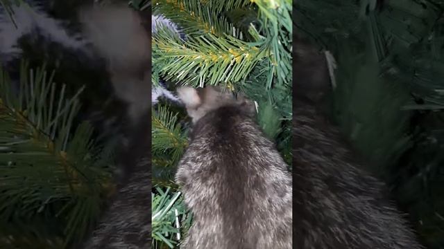 кошка в елке 2 новый год смотреть онлайн