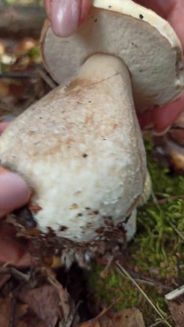 Странная парочка! Белый и мухомор🤔😁#белыйгриб