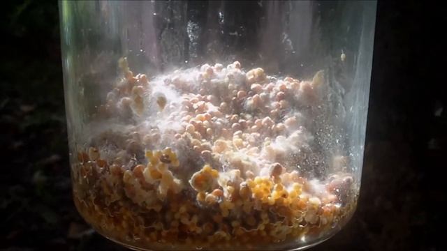 Psilocybin Cubensis Mycelium : Outside Study (read Description)