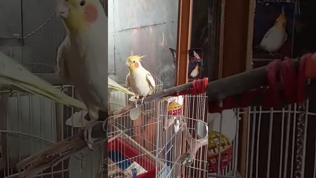 пение кореллы смотреть онлайн