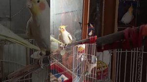 пение кореллы