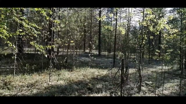 Приехали в лес за дарами природы. смотреть онлайн