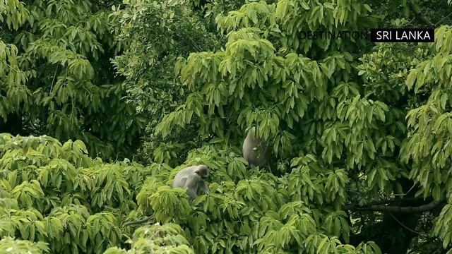 Endangered Primates of Sri Lanka - Tufted grey langur смотреть онлайн