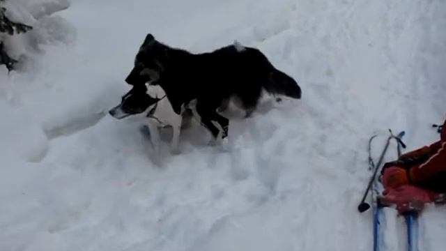 Хатика и Адам в Тайге...