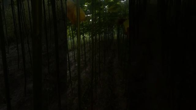 Pavlovnia FTE ( Fortune Tamentoza Elangata)