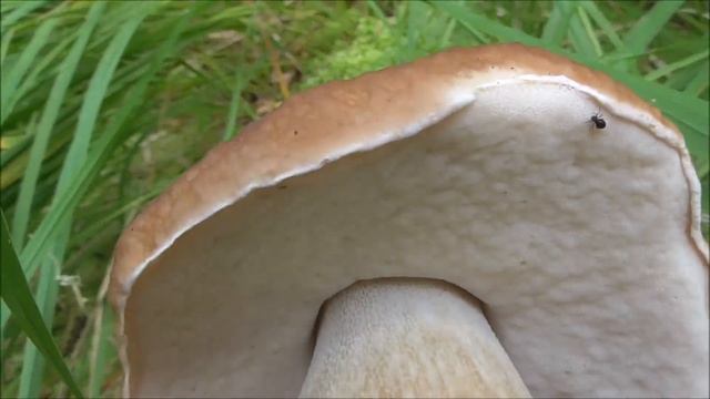 ГРИБНАЯ ТРОПА