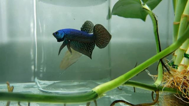 Wild Betta crocking Vs Alien HYBRID смотреть онлайн
