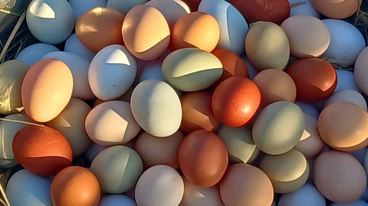 КУРЫ В СТРЕССЕ!!! ПРАВИЛЬНОЕ ЛЕЧЕНИЕ!!! 03.02.2025 год. смотреть онлайн