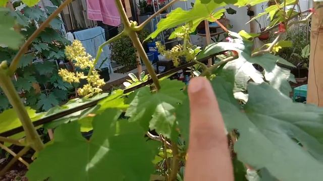 Update Sambung Tersier NN Tear Drop, 4 Tersier Dari 3 Jenis Sprout Bawa Bunga, 3 Lagi Menanti. смотреть онлайн