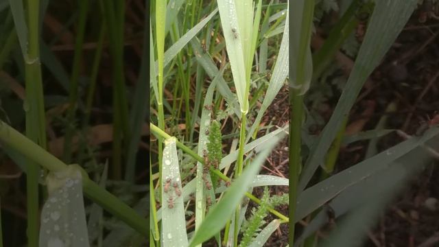 Муравьиная ферма смотреть онлайн