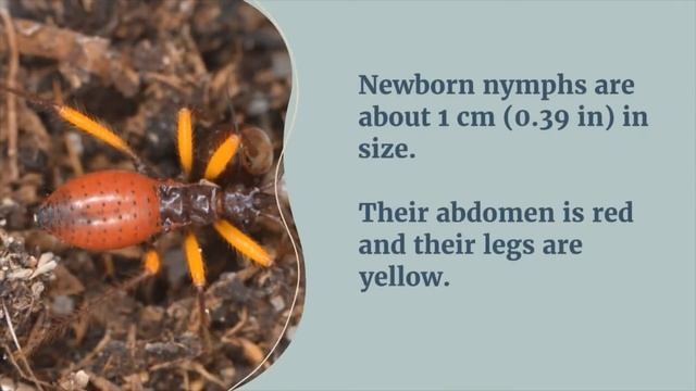 Platymeris biguttatus -- Husbandry / Care video смотреть онлайн