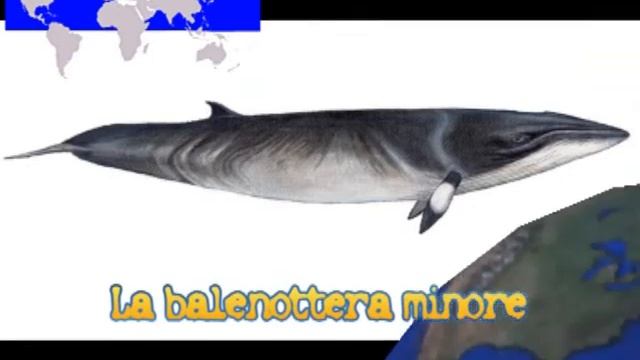 I misticeti - L'alimentazione delle balene смотреть онлайн