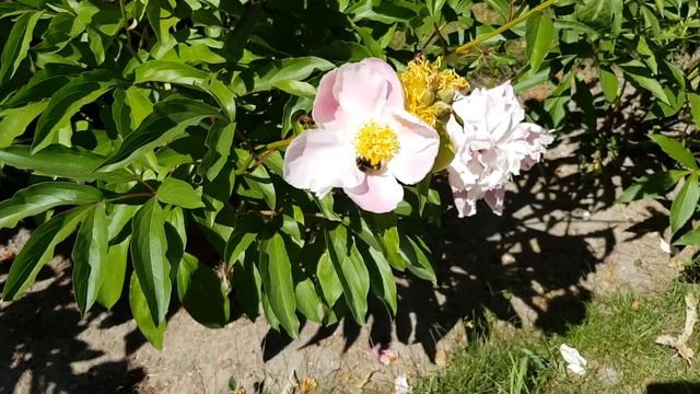 Лето, жара, цветы и шмели! смотреть онлайн