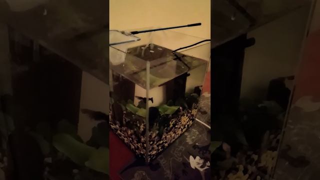 у меня появились 3 гупи 1 девочка 2 мальчика и 2 сома анцытрусов смотреть онлайн