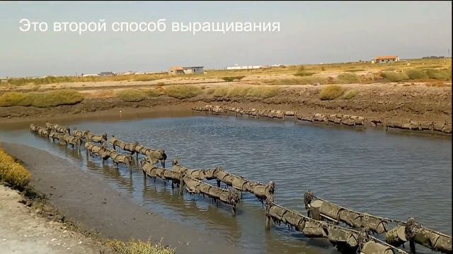 Ферма устриц в Авейру...познавательно и вкусно !!! смотреть онлайн