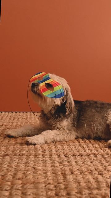 Dog Wearing a Mask #shorts #orginal #unique #dog #pets #pet смотреть онлайн