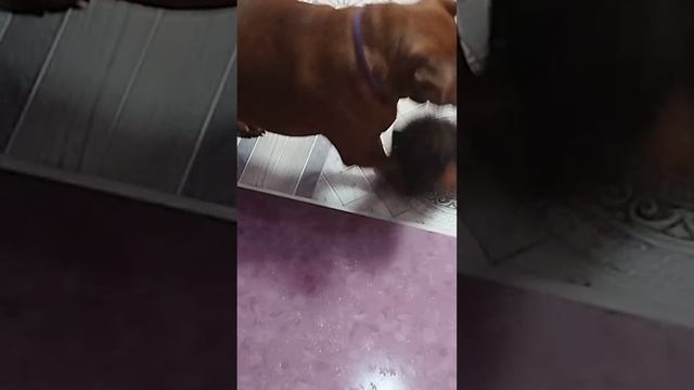 Кошечка-подкидыш в добрые руки.Смоленск. смотреть онлайн