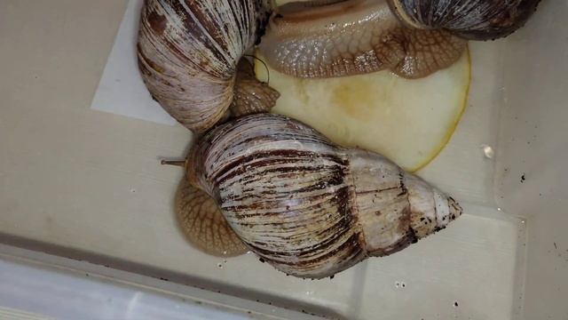 Ахатины едят дыню смотреть онлайн