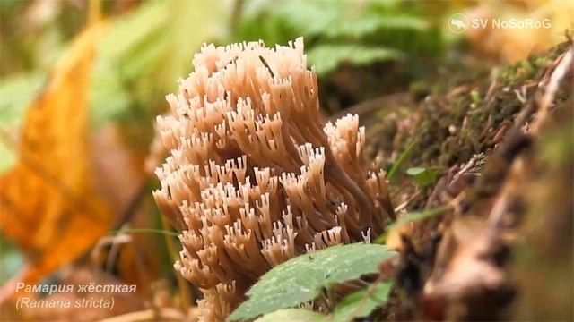 Рамария жёсткая (Ramaria Stricta)