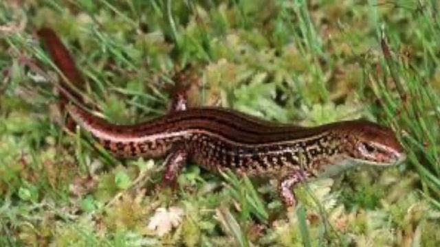 Its the Chytrid Fungus Killing Us смотреть онлайн