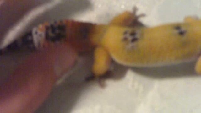 lego the leopard gecko смотреть онлайн