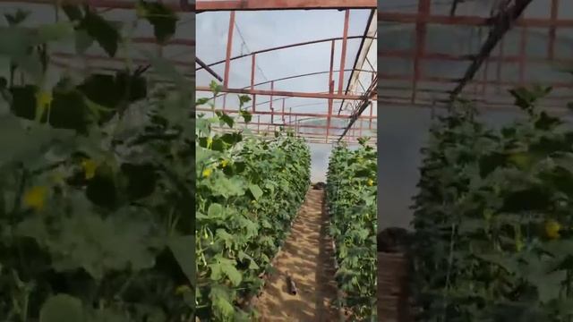 Стартеко результат. Сравнение с контрольными растениями. 13 апреля. смотреть онлайн