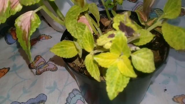 АРХИВ! Октябрь 2018г.
Мои комнатные цветы в октябре.