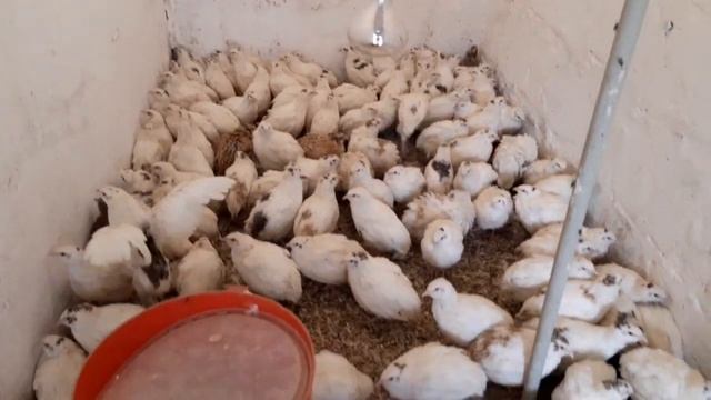 //Индюшка с мозгами человека//Перепёлка готова к переселению//Веруська с днём Варенья// смотреть онлайн