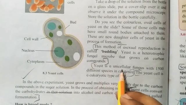 9th standard subject : science lesson 8 : useful and harmful Microbes смотреть онлайн