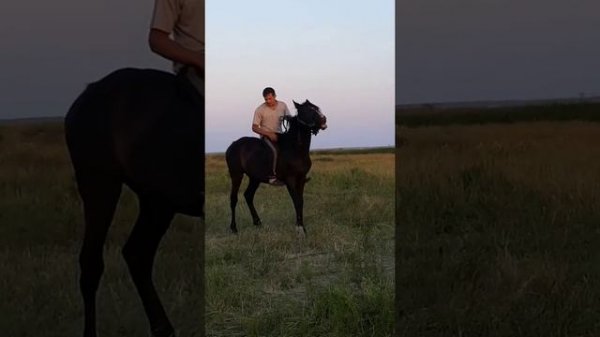 Обучение лошади