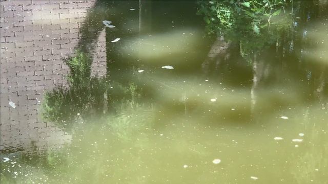 Как переносит жару ваш пруд и рыба?Мальки гуляют.Белуга плавает. смотреть онлайн