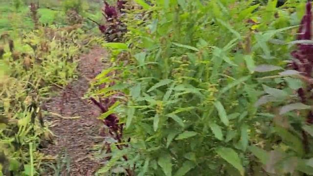 США. В гостях у Нэнси.