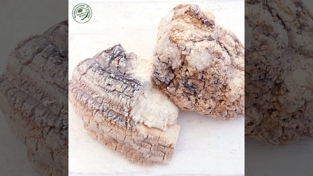 С древности агарикус называли «царём лекарств» смотреть онлайн