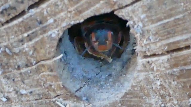 Florida Pebble Bee with Audio смотреть онлайн