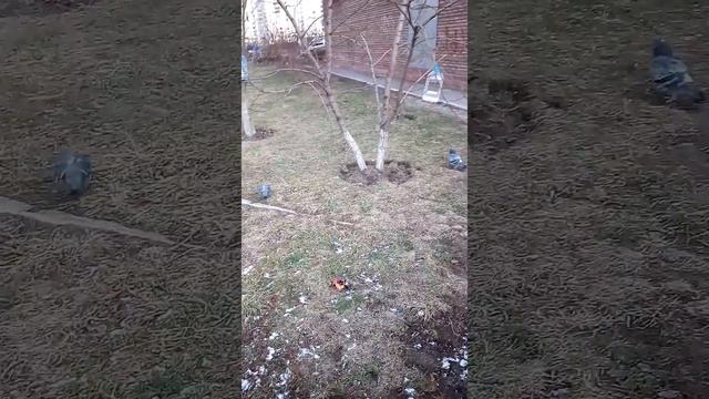 Эмили гуляет с бабушкой и кормит голубей. смотреть онлайн