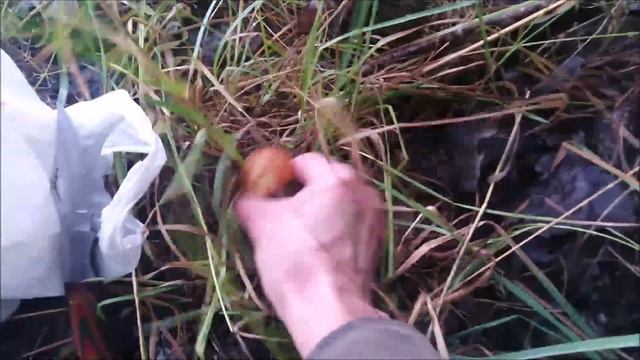 ✔Поход за грибами🍄 в деревенский🌄 лес🌳🌲 Куча грибов🍄, уже знакомых👍 и не очень👎 Часть 1 ✔